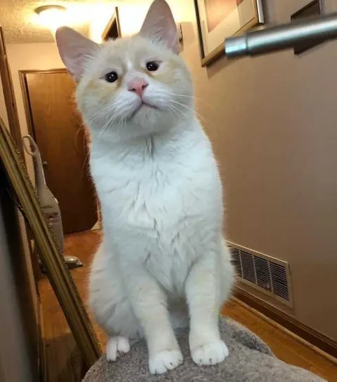 Gata5