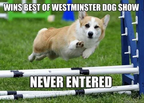 Dog1