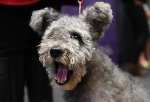 Dog10