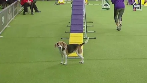 Dog14
