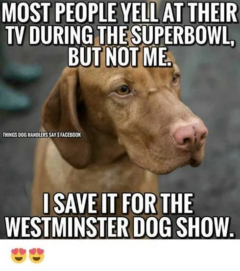 Dog15