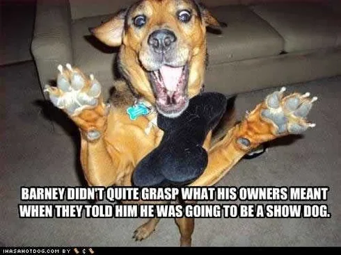Dog18