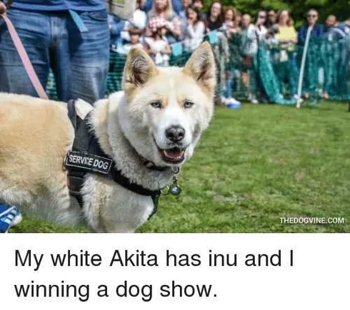 Dog2