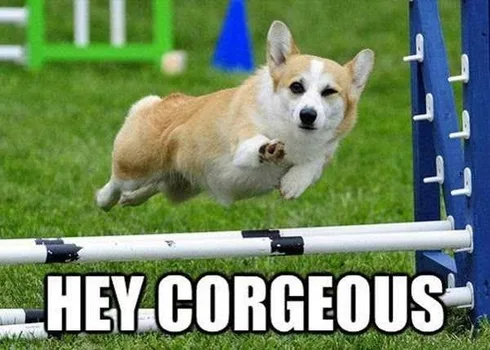 Dog21