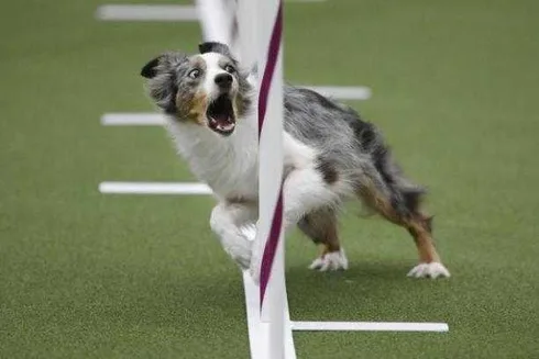 Dog23