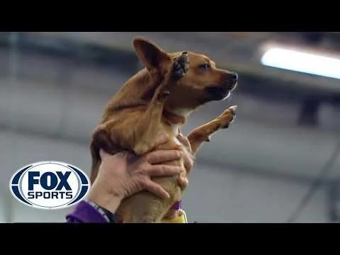 Dog25