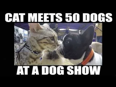 Dog27