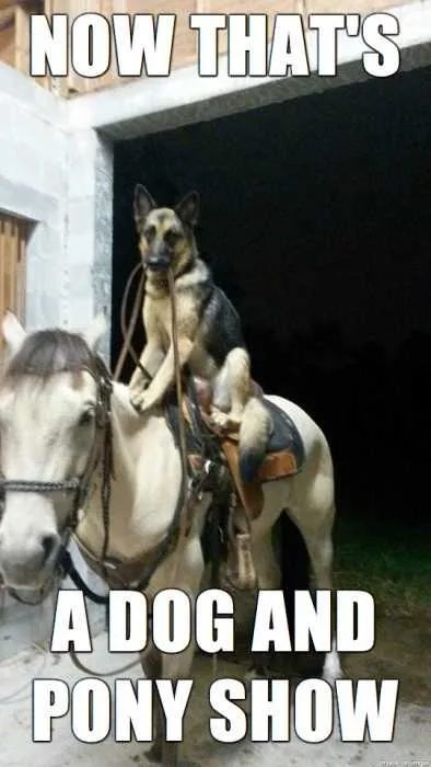Dog28