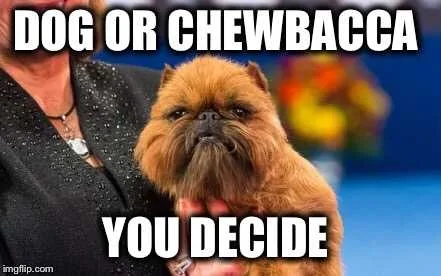 Dog29