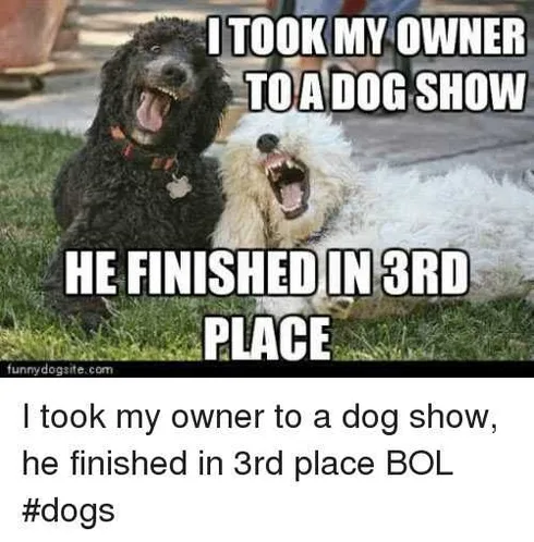 Dog3