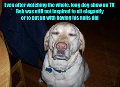 Dog33