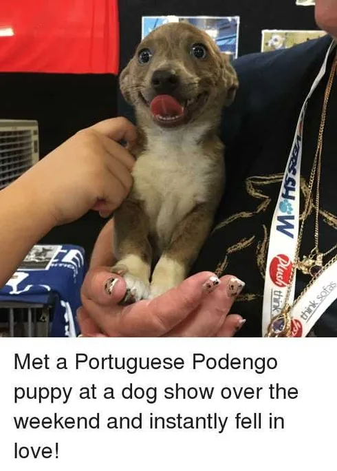 Dog34