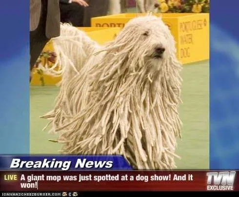 Dog35