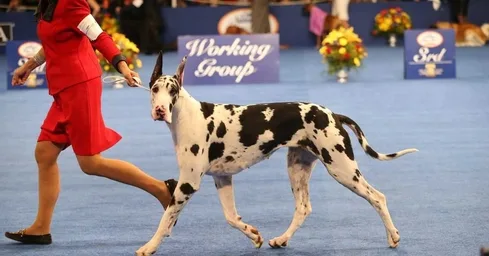 Dog36