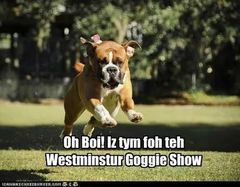 Dog37