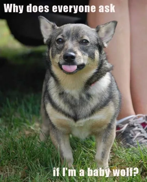 Dog4