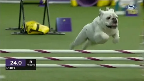 Dog9