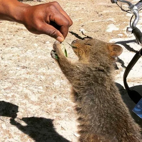 Animal Quokka 10