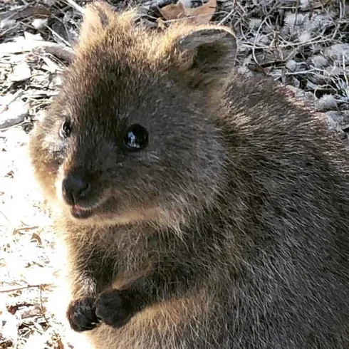 Animal Quokka