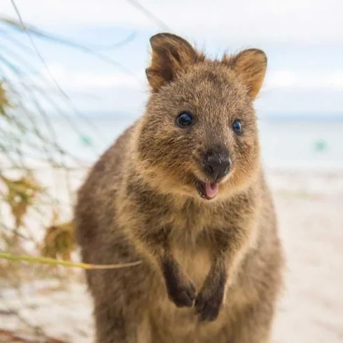Animal Quokka