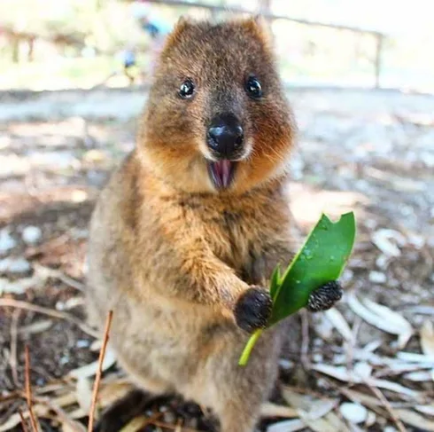 Animal Quokka1