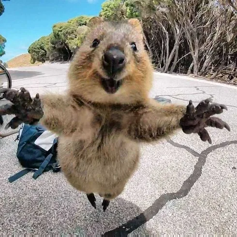 Animal Quokka2