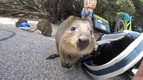 Animal Quokka4