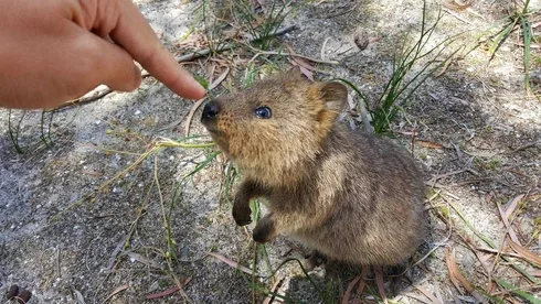 Animal Quokka5