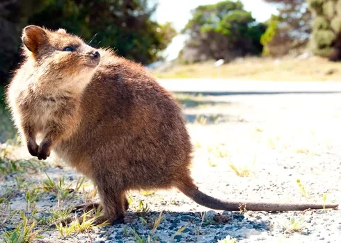 Animal Quokkasnuggle
