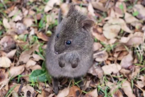 Funny Quokka Baby