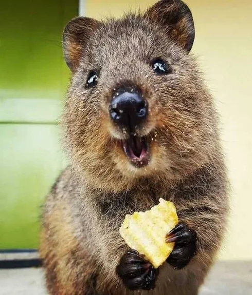 Funny Quokka Cheese