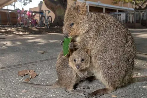 Funny Quokka Eating Leaf