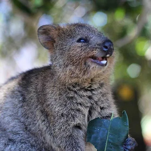 Funny Quokka Grin