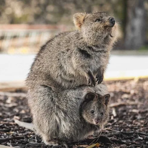 Funny Quokka Joey