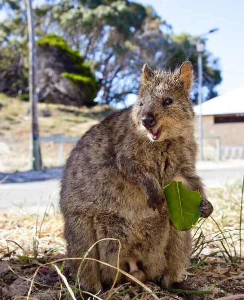 Funny Quokka Leaf Stand
