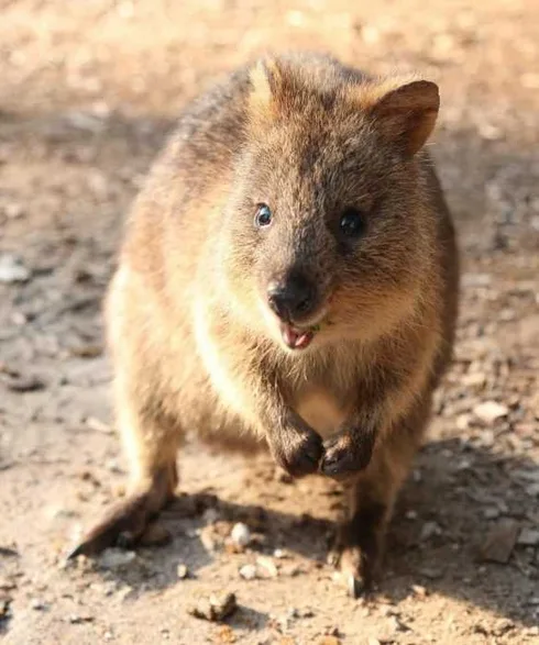Funny Quokka Little Guy