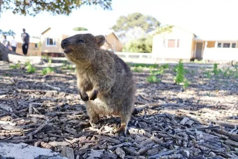 Funny Quokka Nature
