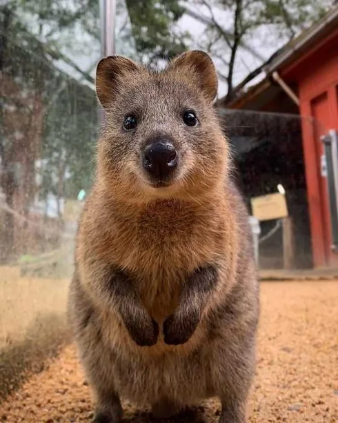 Funny Quokka Pounce