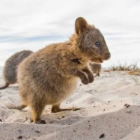 Funny Quokka Rocks