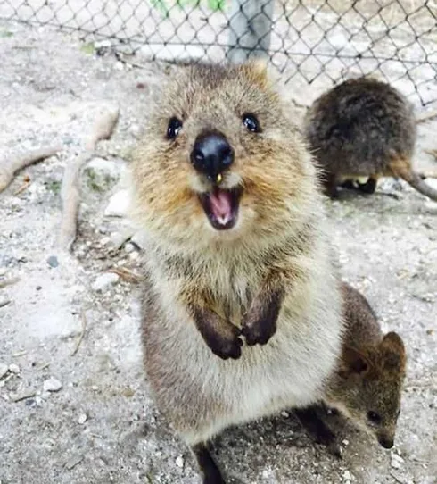 Funny Quokka Sand