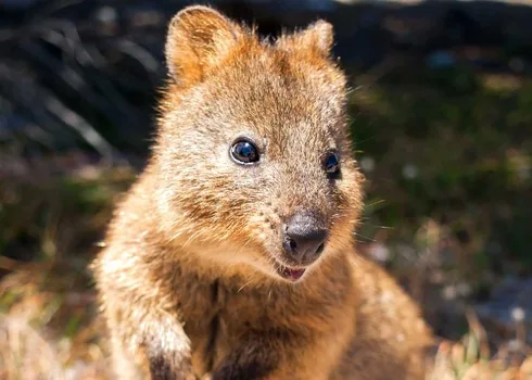 Funny Quokka Selfies