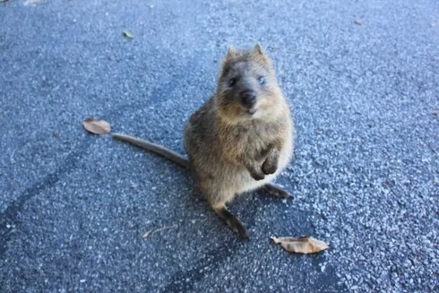 Funny Quokka Sit