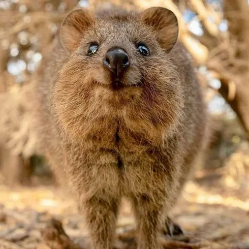 Funny Quokka Smile Sweet