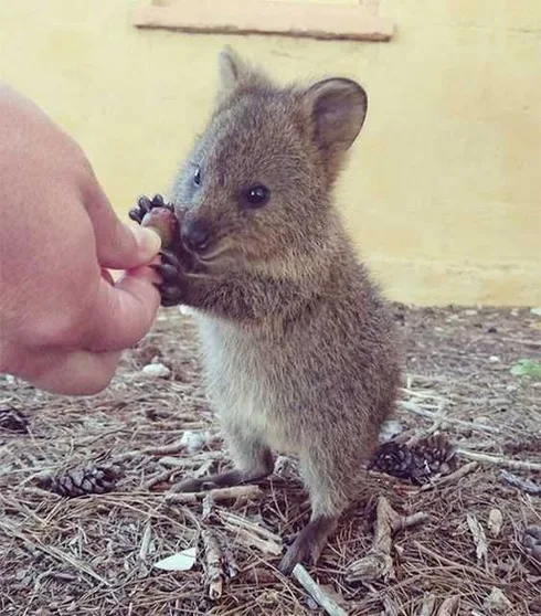 Funny Quokka Tiny Hands