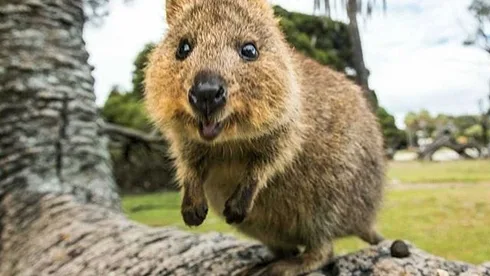 Funny Quokka Tree