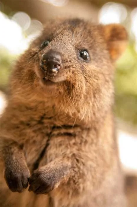 Funny Quokkagoggle