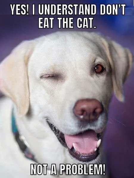Funny Dont Eat