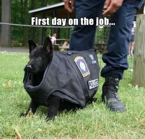 Funny First Job