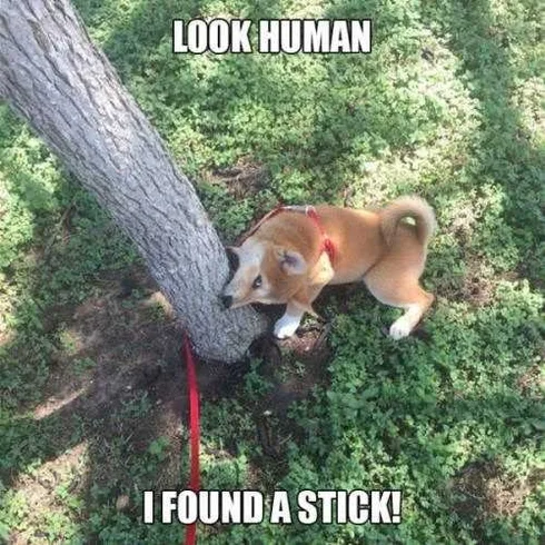 Funny Found Stick