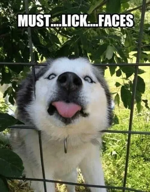 Funny Husky Dog